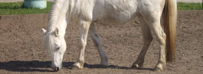 weißer Schimmel - Welsh Pony