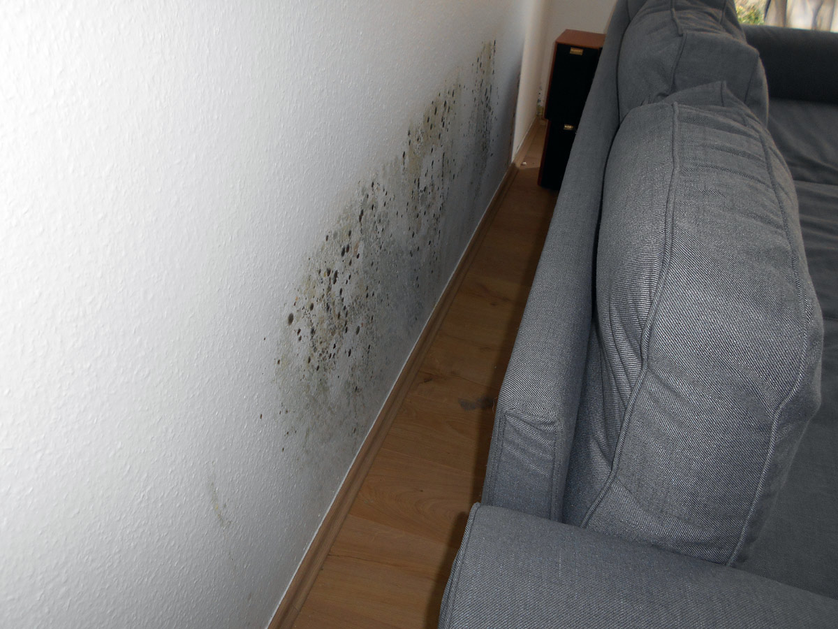 Schimmel hinter dem Sofa in Hannover-Bothfeld